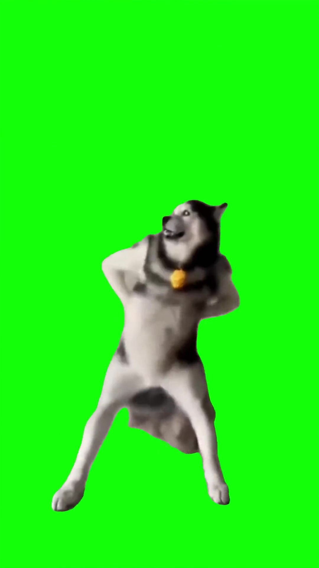 Husky Dancing Trend Green Screen Meme