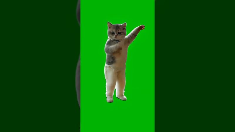 Hype Cat Dancing on Beat Green Screen Meme Template
