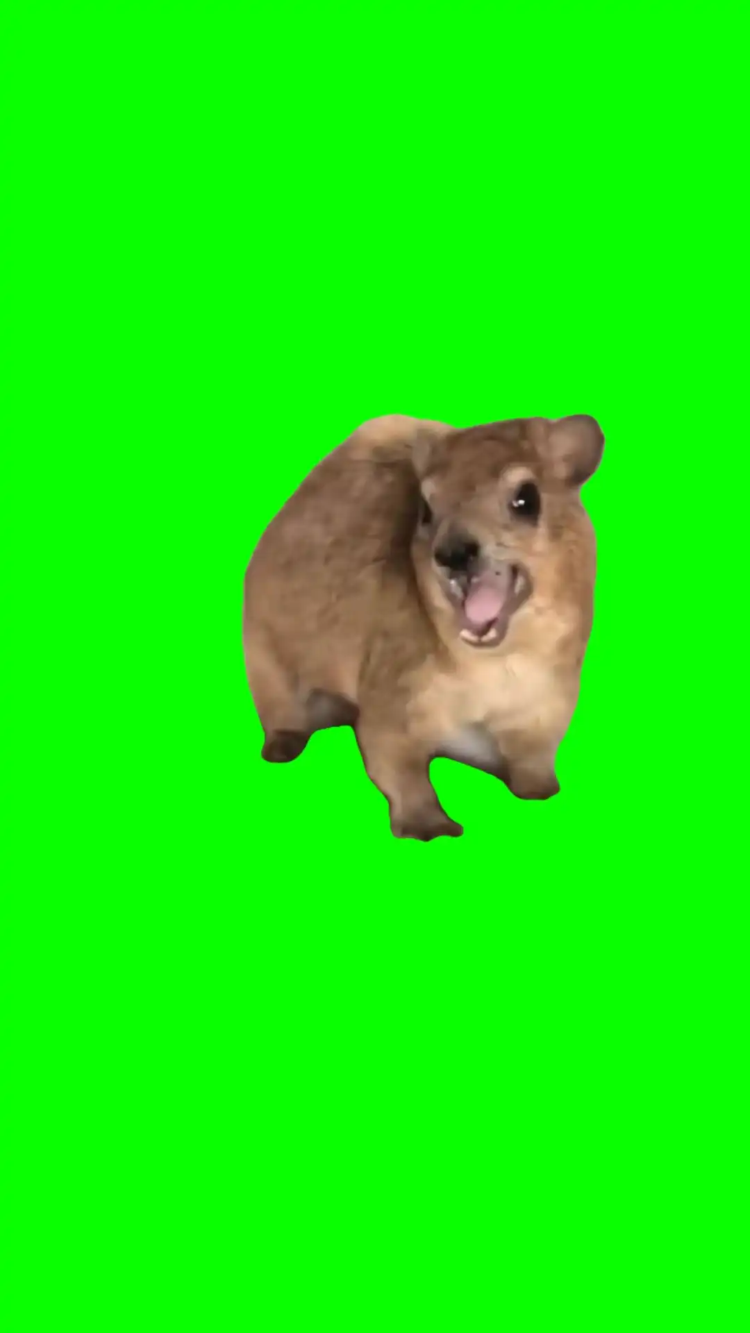 Hyrax mama green screen