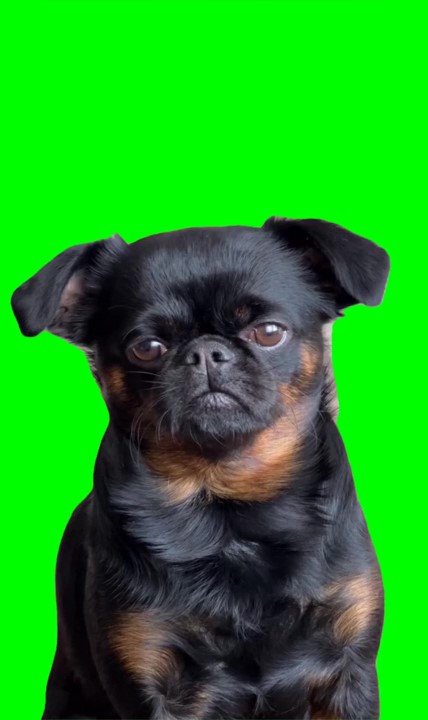 I need to keep an eye on you, but I just want to sleep green screen