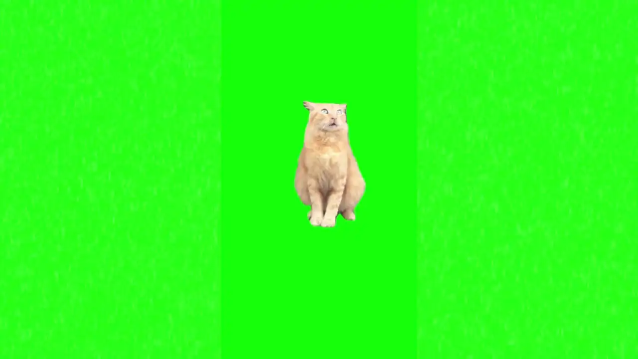 I took the drugs and the drugs are working meme green screen