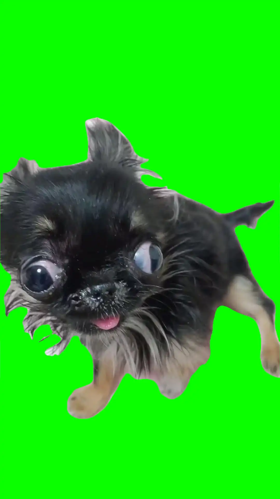I woke up like this meme green screen