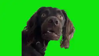 Im Listening Black Dog Meme Green Screen