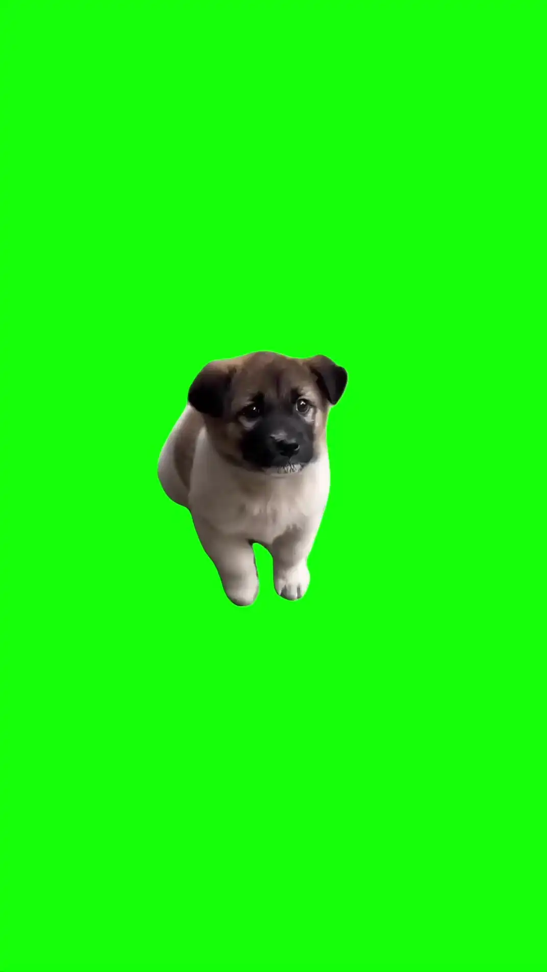 Impatient Puppy Meme Green Screen