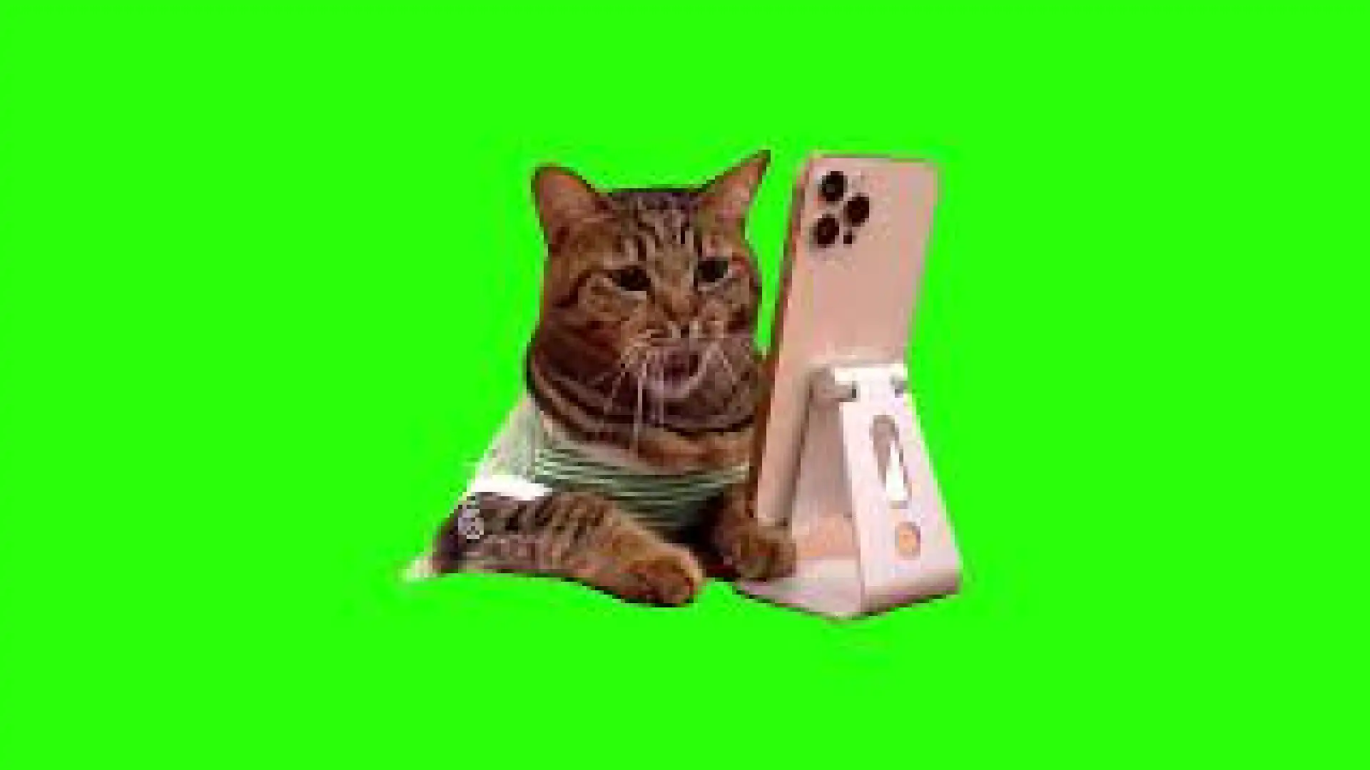 Iphone cat meme green screen