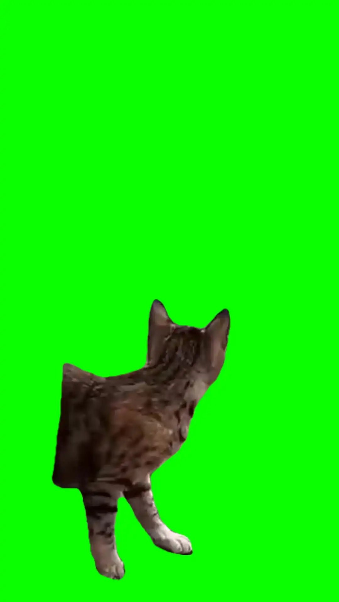 Jump scare cat meme green screen