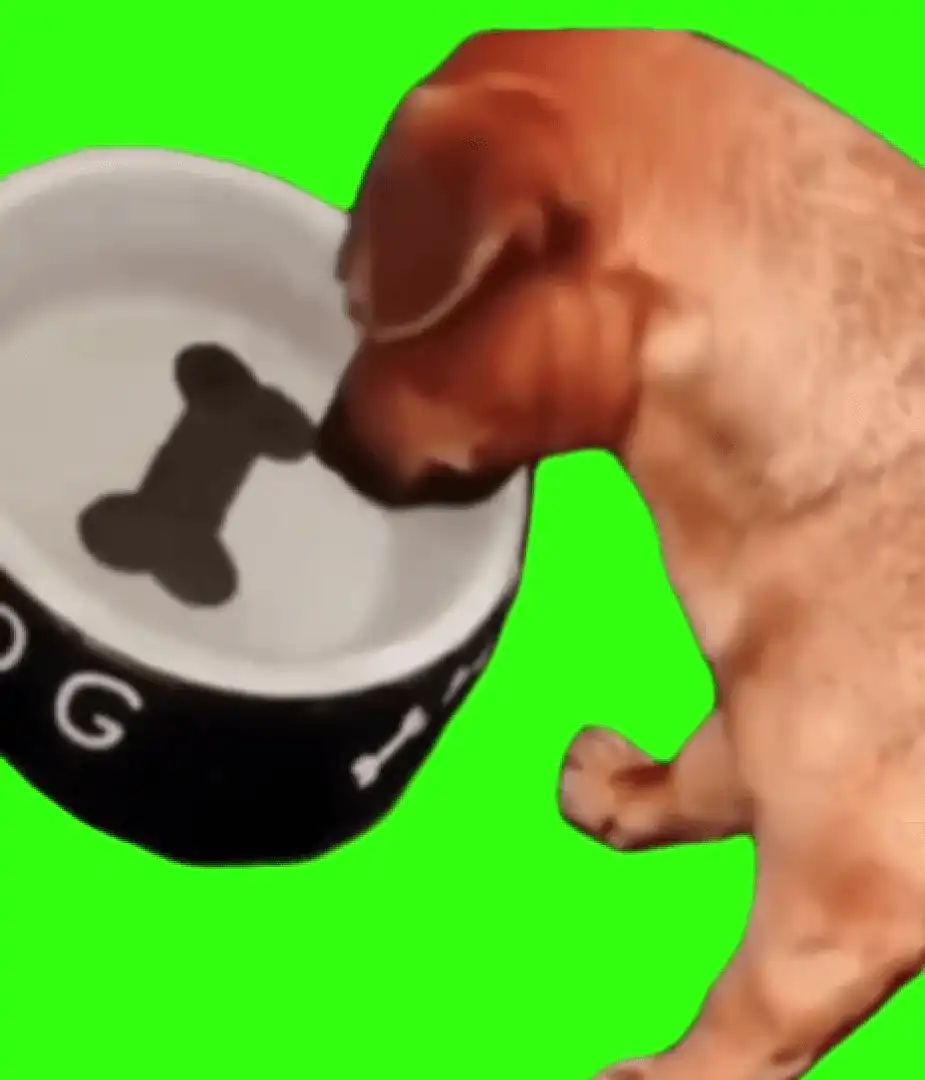 Justice for dog meme green screen