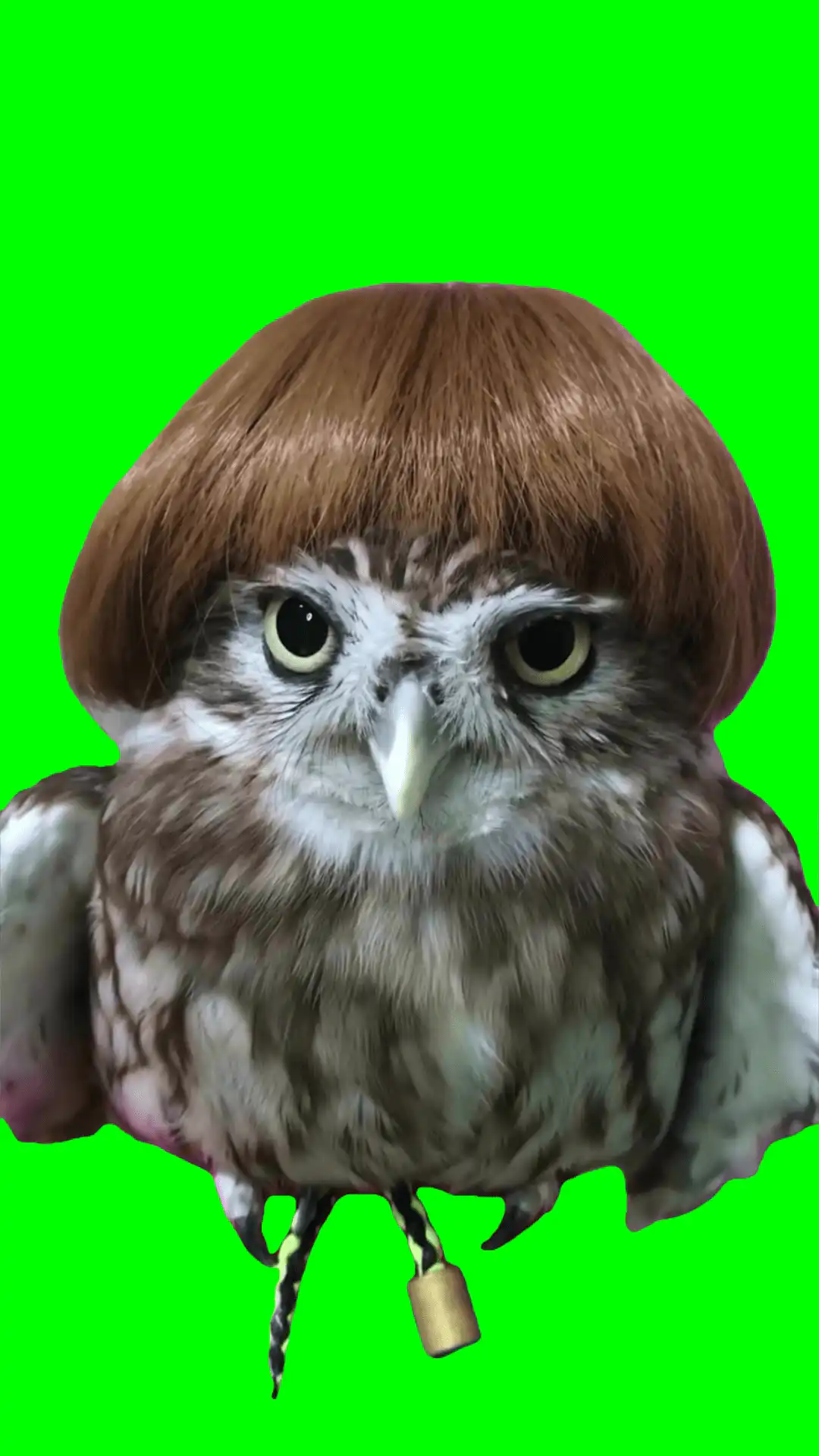 Karen Owl green screen