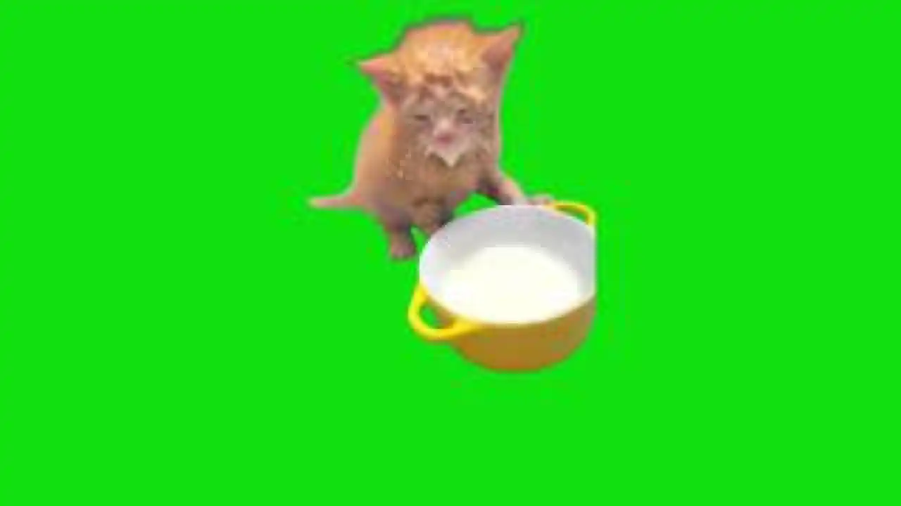 Kitten Drinking Milk With Face Meme Green screen