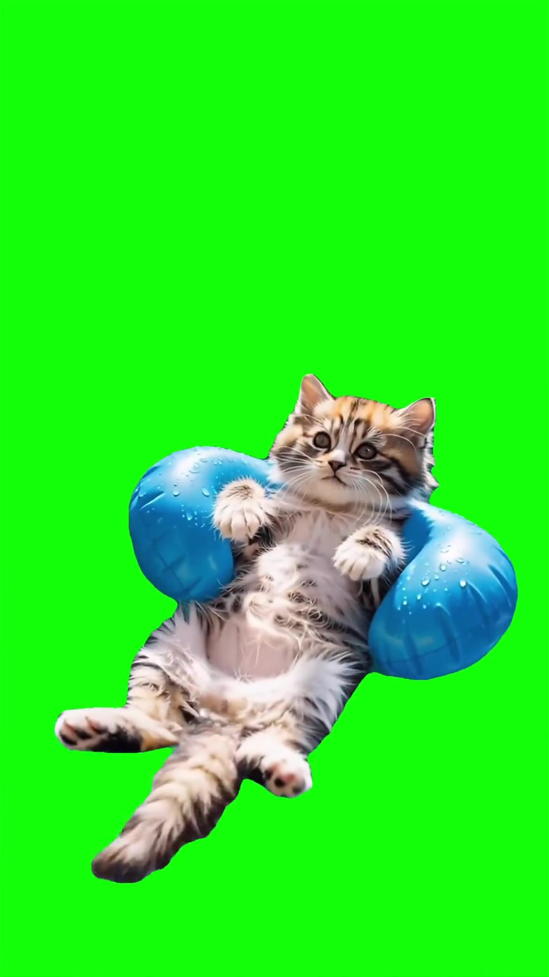 Kitten floating Green Screen Meme