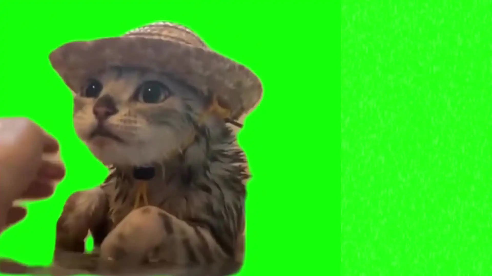 Kitten in the hat taking a bath meme green screen