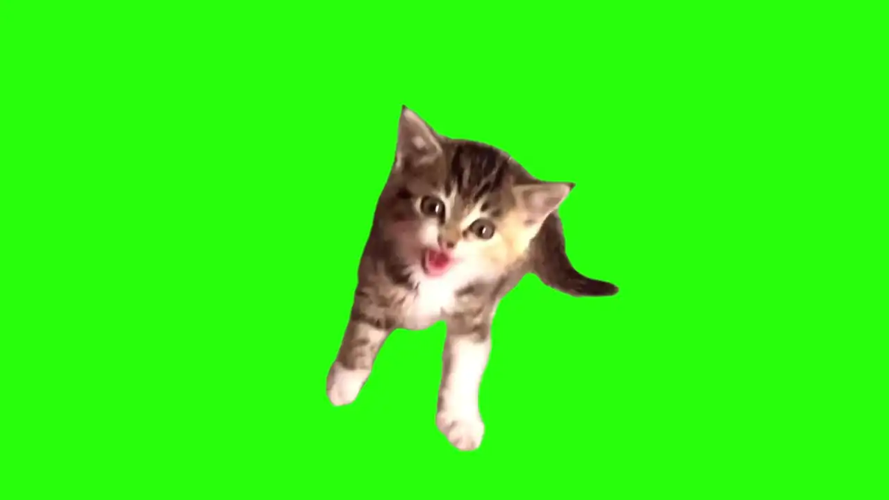 Kitten Jumping Meme Green Screen