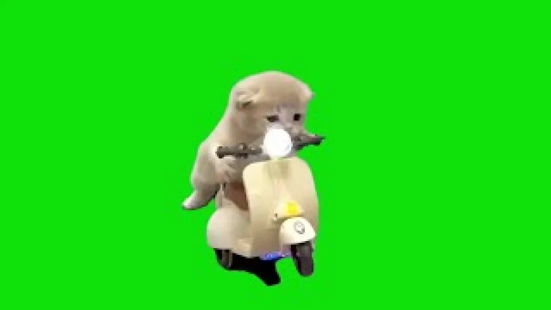 Kitten Riding A Bike Cat Memes Green Screen