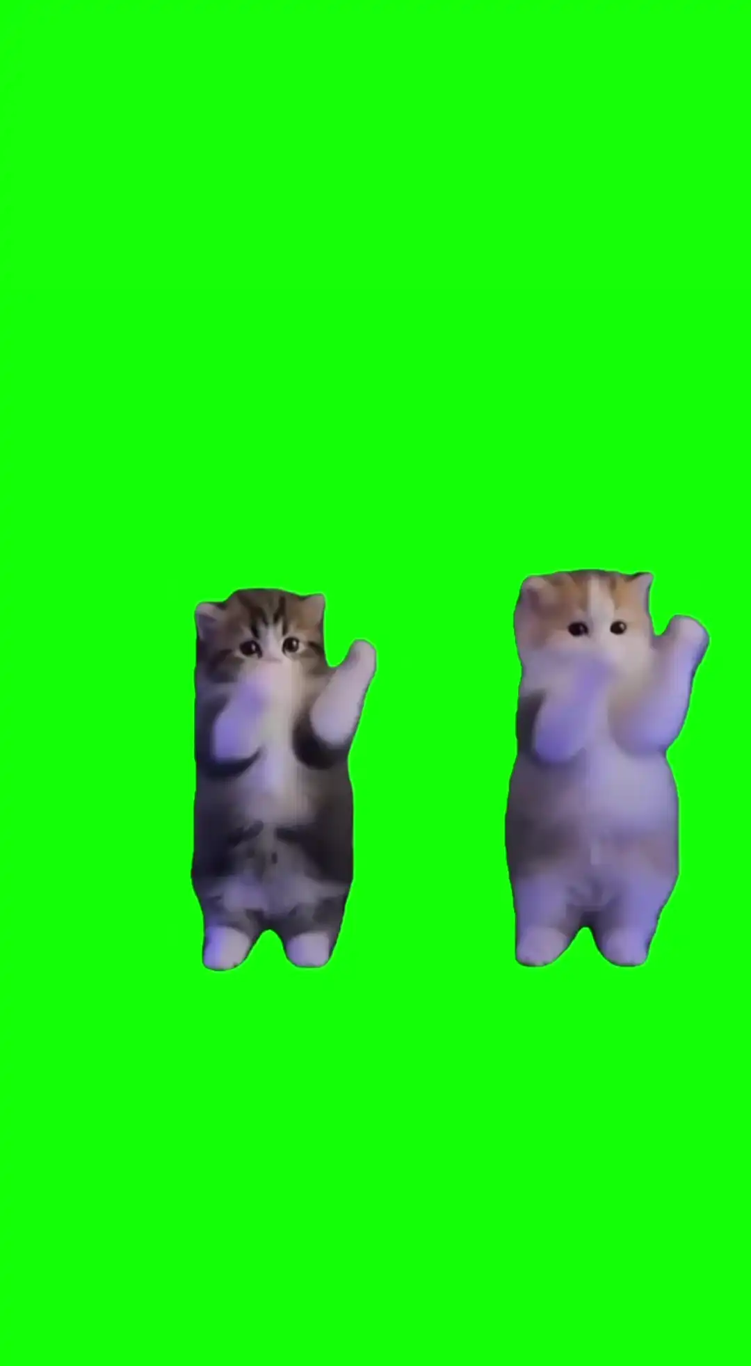 Kittens dance meme Green Screen