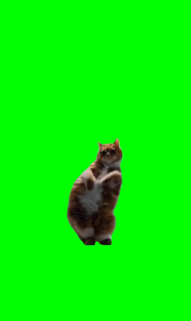 Kitty Dancing Meme green screen