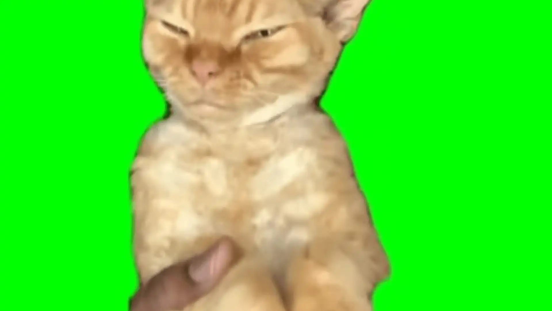 KittyCat Vibing Meme Green Screen Template