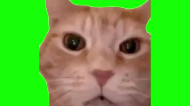 Laughing Cat Green Screen Memes