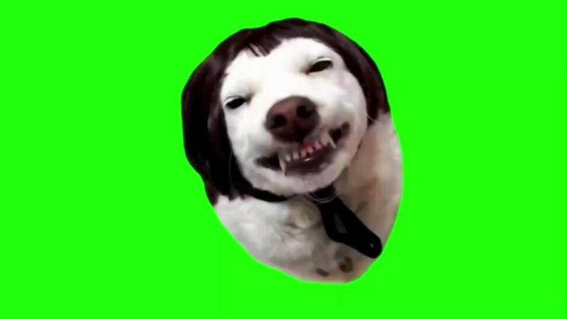 Laughing Dog With Cheesy Smile Green Screen Memes