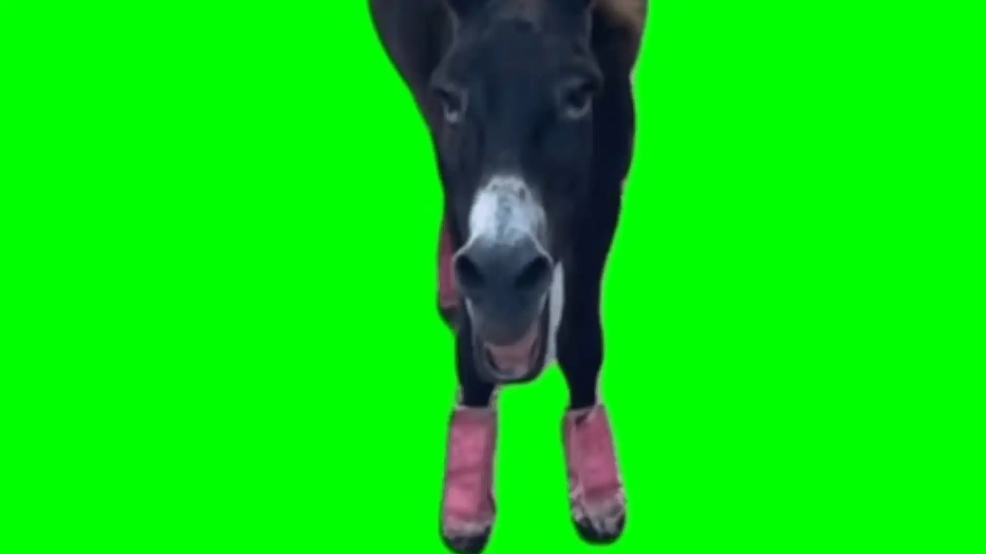 Laughing Donkey green screen