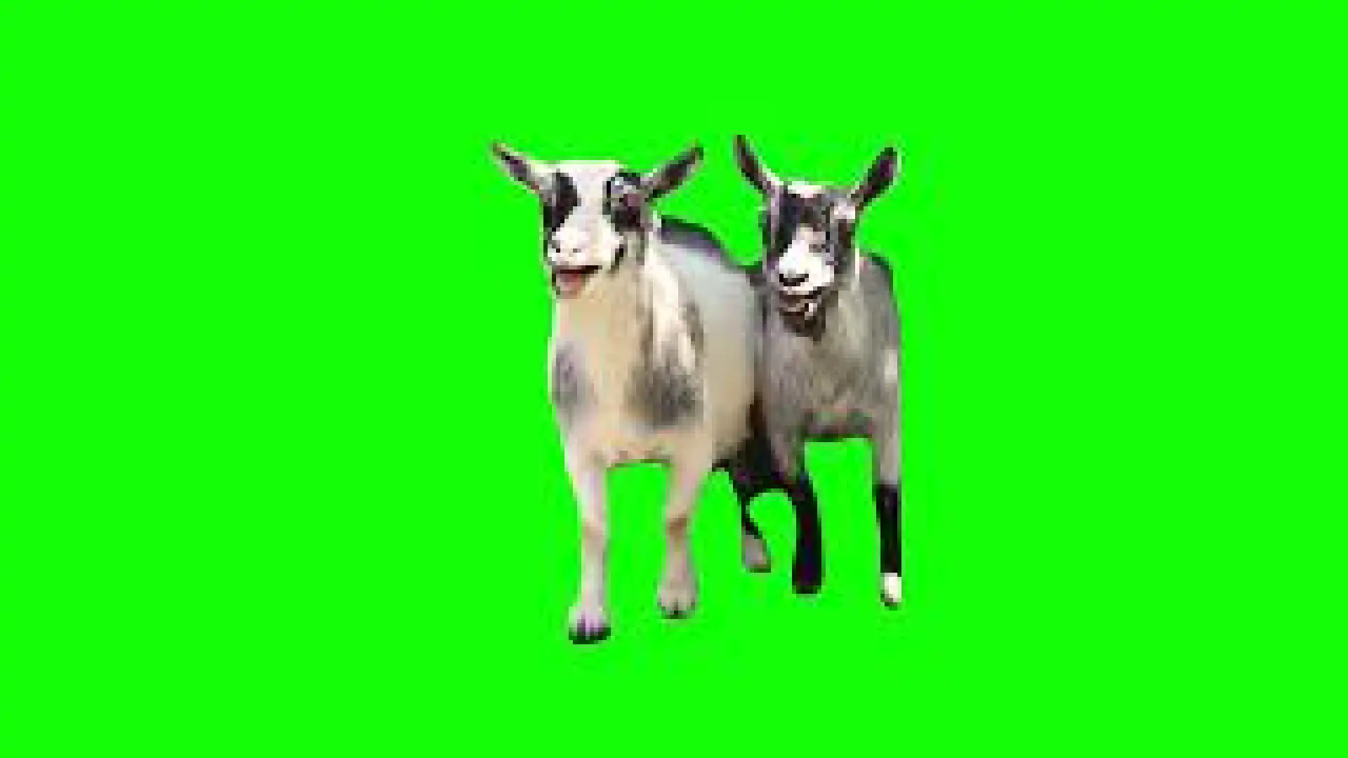 Laughing Goats Meme green screen