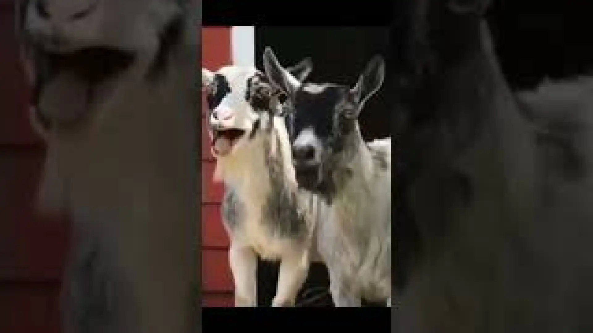 Laughing Goats Meme