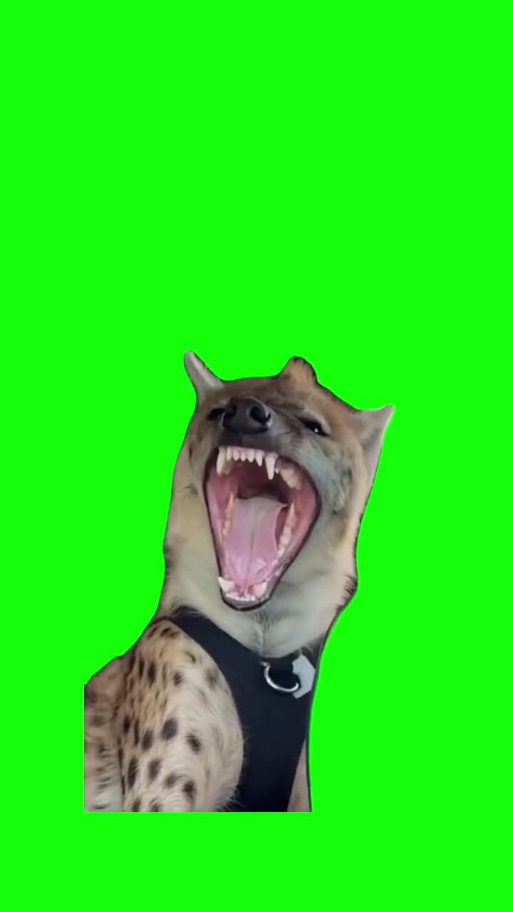 Laughing hyena Green Screen Meme