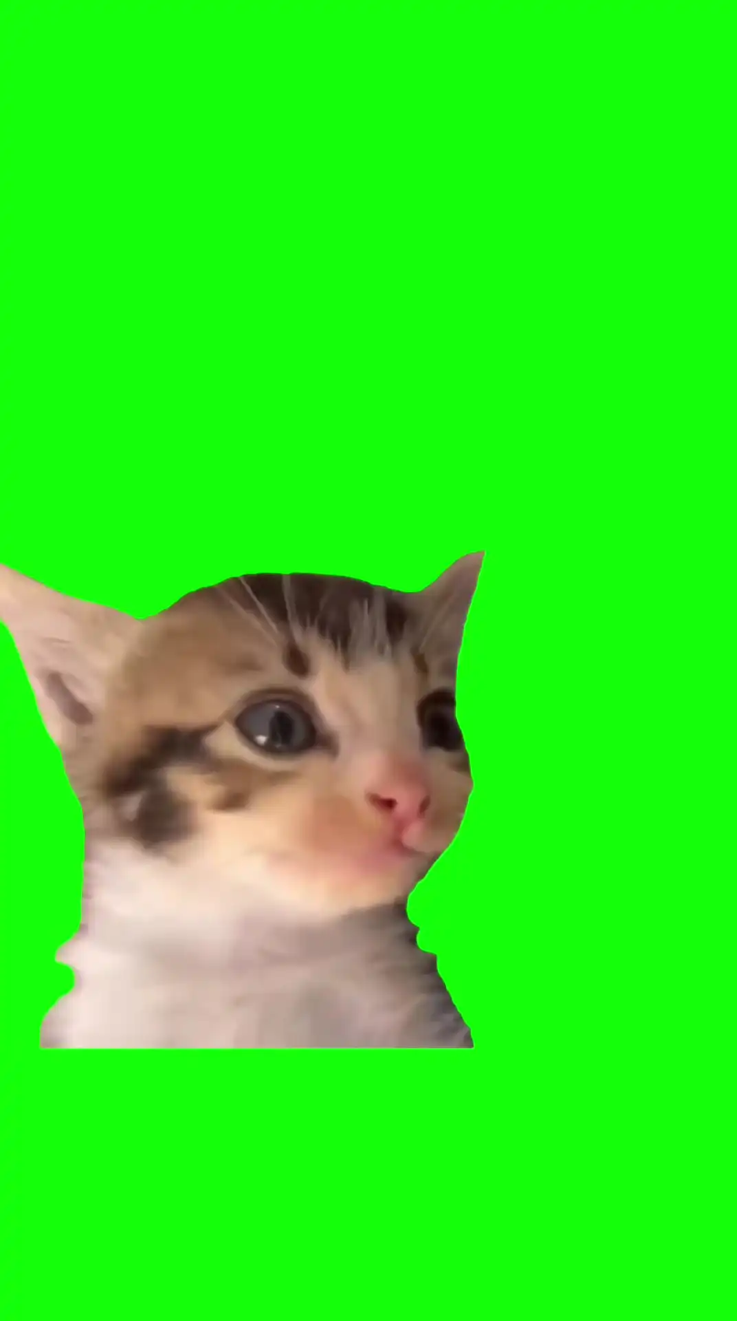 Laughing kitten Green Screen Meme