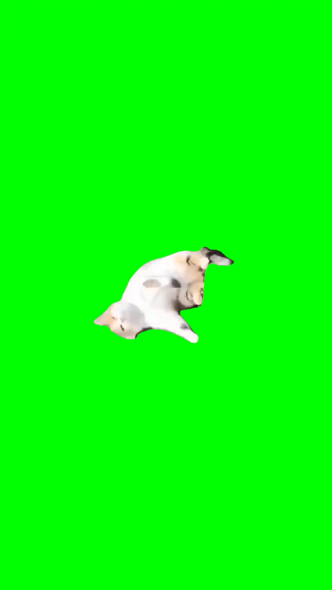 Lazy cat sliding green screen