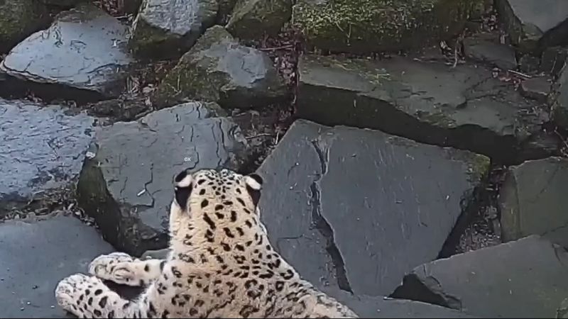 Leopard Suddenly Dancing Meme Template