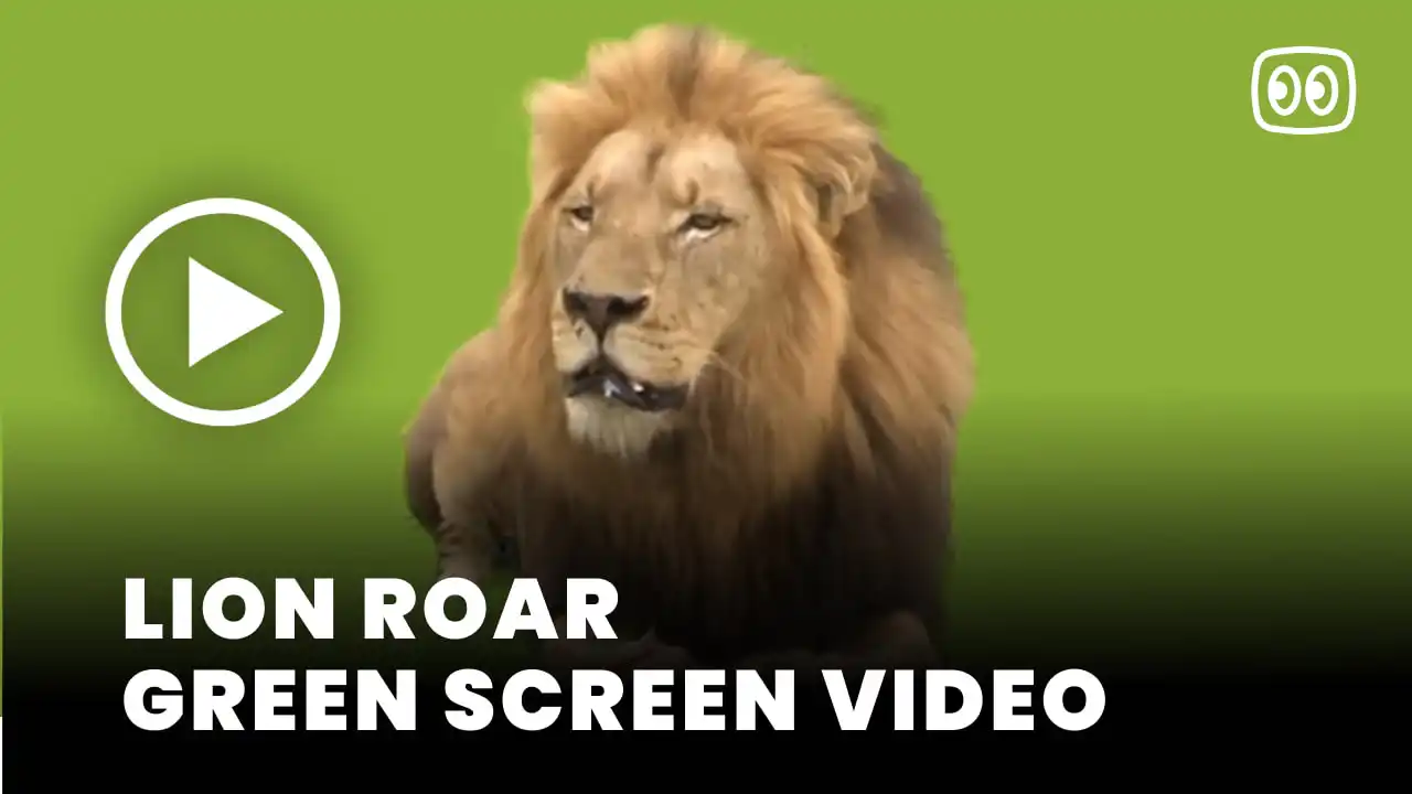 Lion Green Screen Video