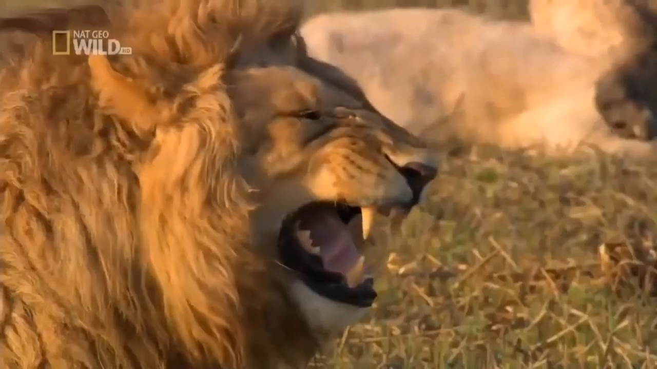 Lion Laughing Meme