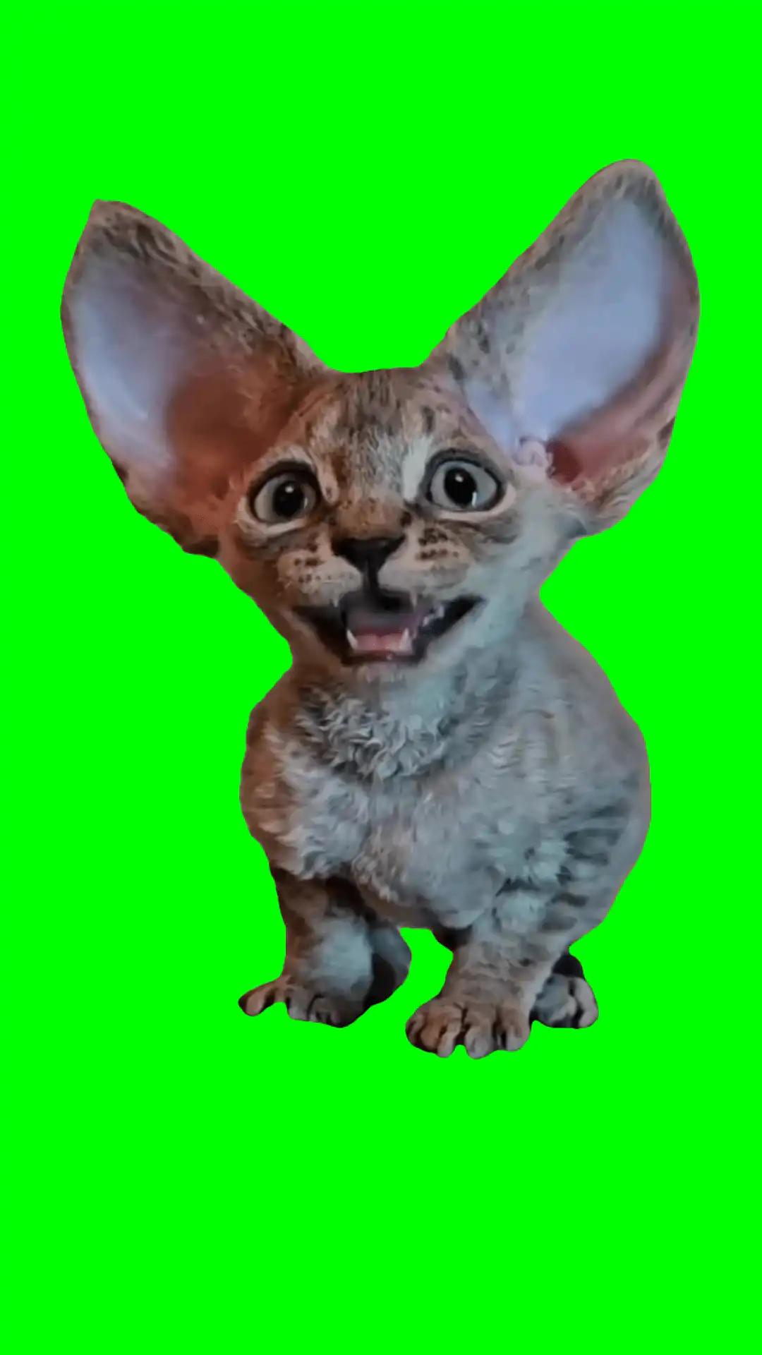 Littek with big ears meowing Meme Green Screen