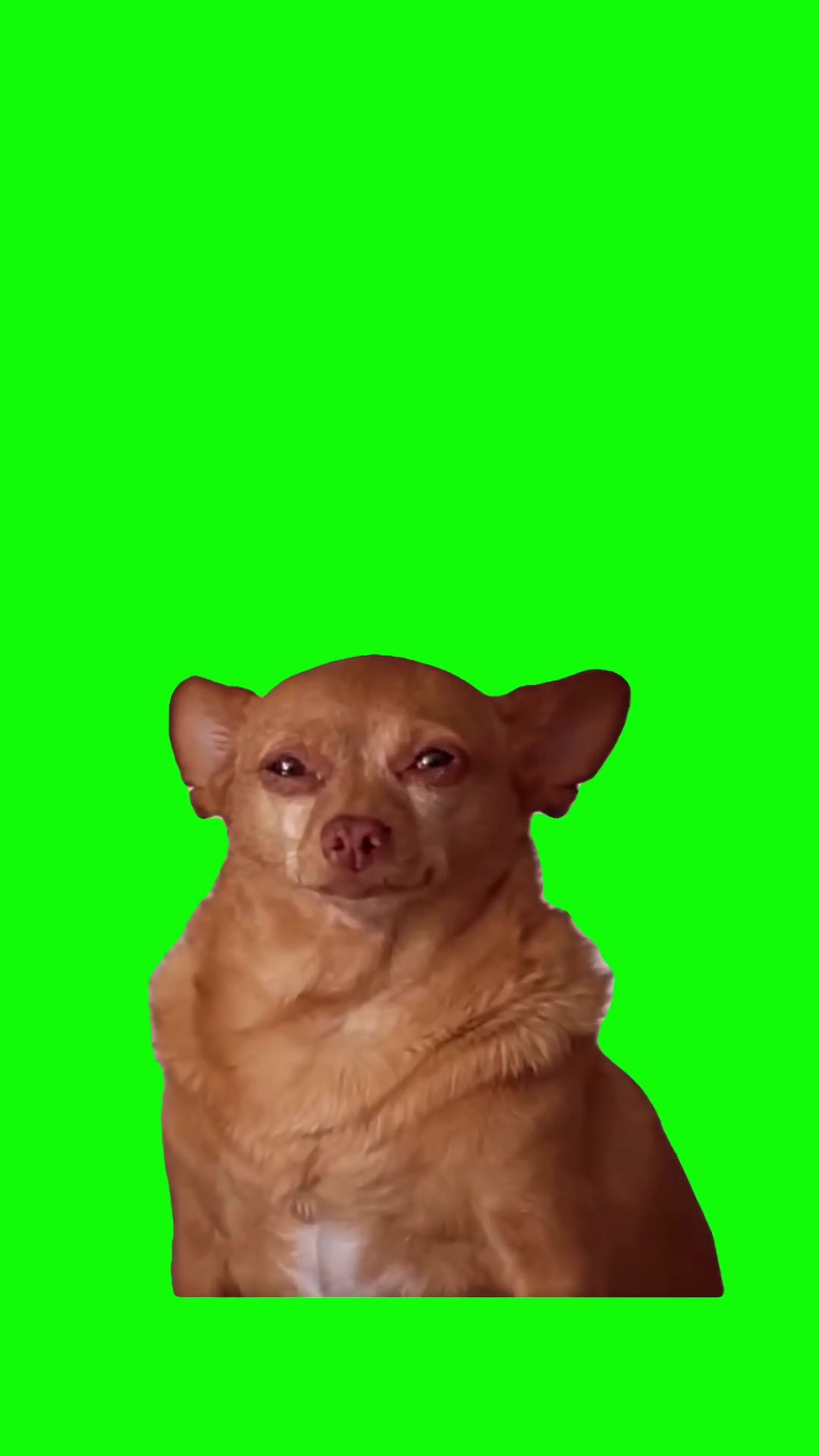 Little dog crying green screen meme