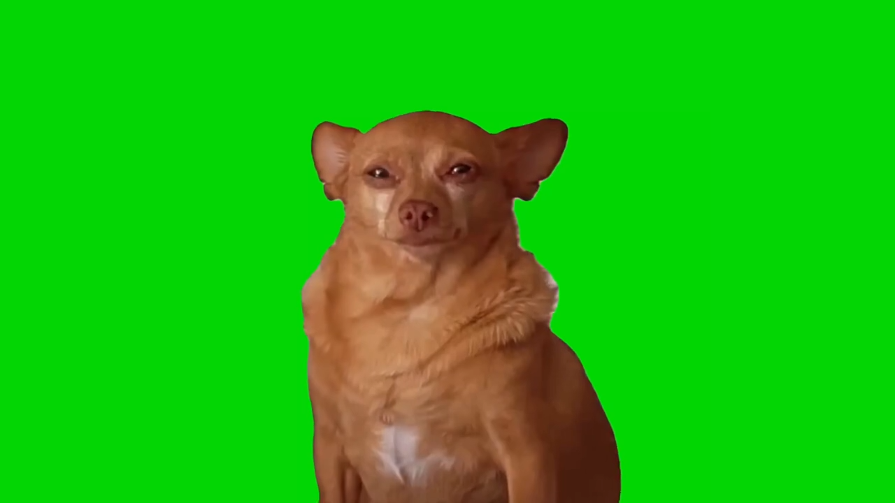 Little Dog Crying Green Screen Memes