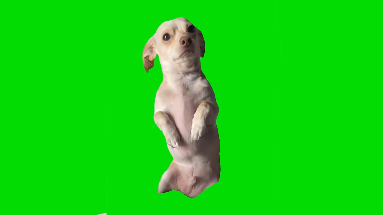 Little Dog Sad Green Screen Meme Template