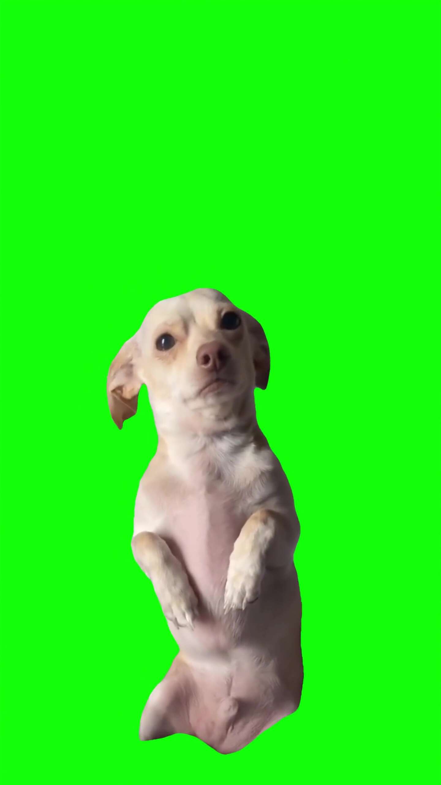 Little dog sad Green Screen Meme