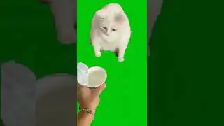 Loudest Cat Burp Meme Green Screen