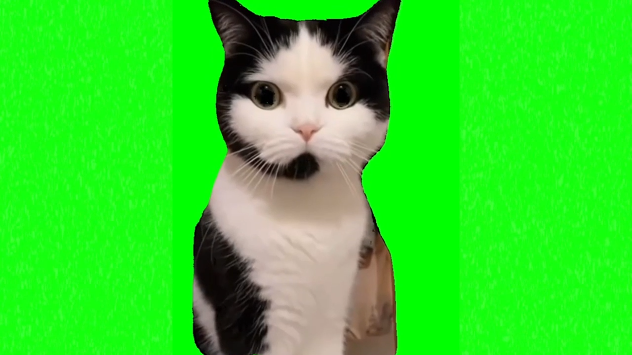 Mad Cat Waiting Meme