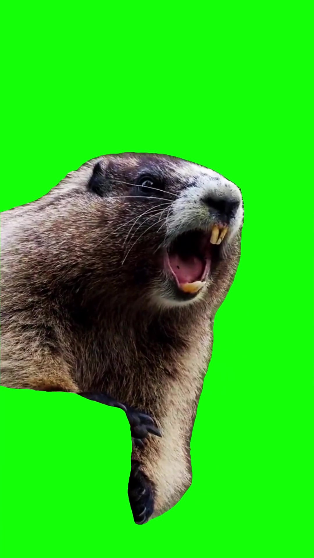 Marmot screaming natalia meme Green Screen