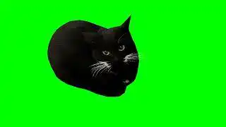 Maxwell The Cat Dancing Green Screen