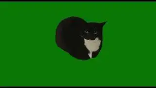 Maxwell the cat green screen