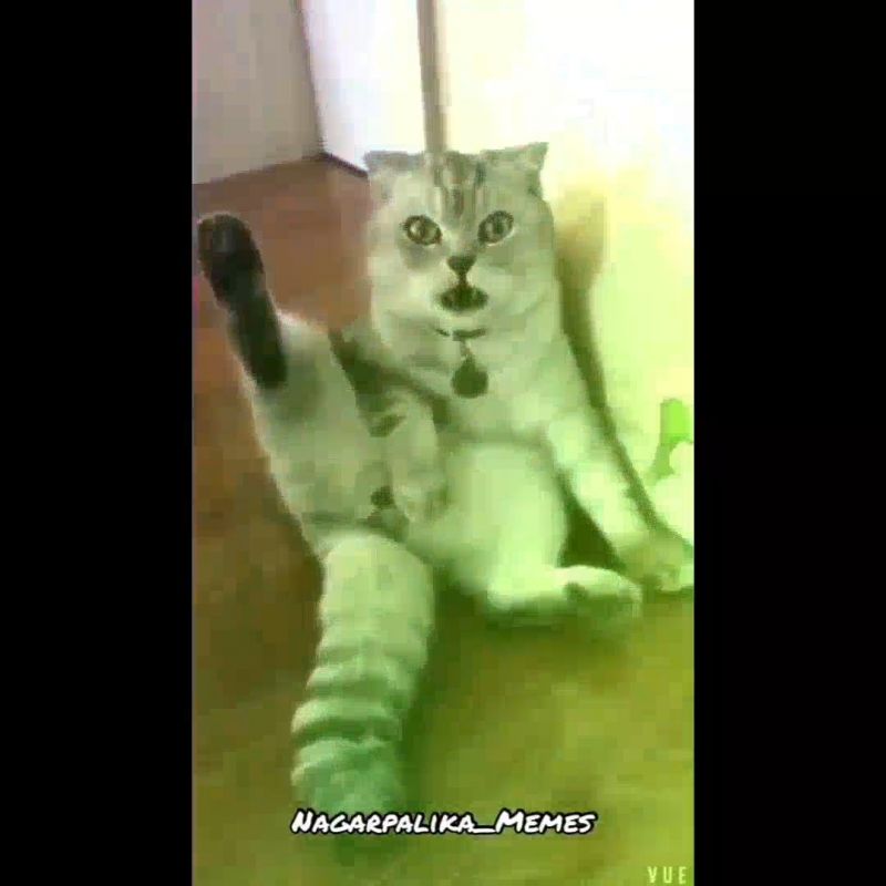 Meme Compilation Try To Not Laugh Challenge