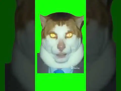Monday Left Me Broken Cat Green Screen