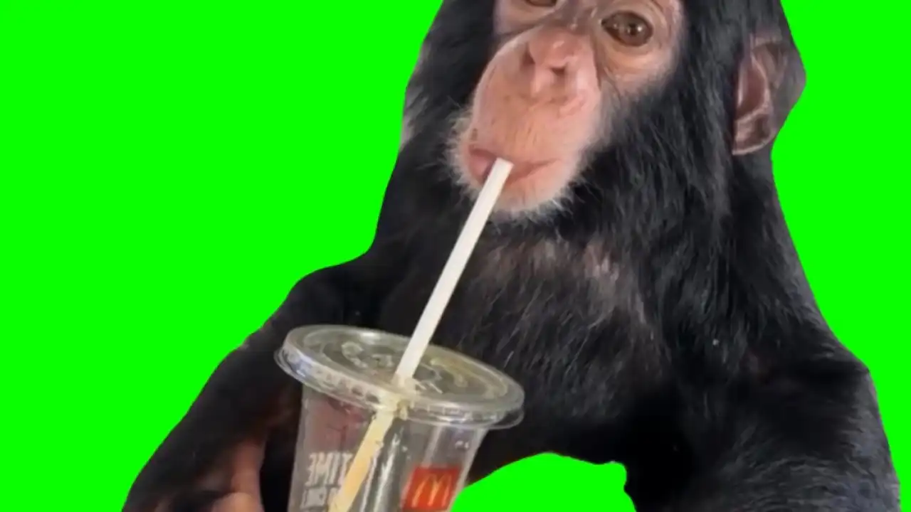 Monkey drinking from straw green screen