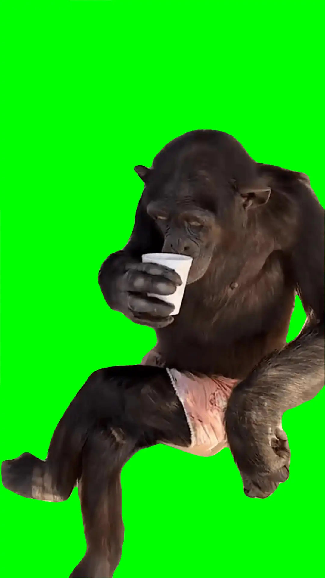 Monkey drinks coffee green screen