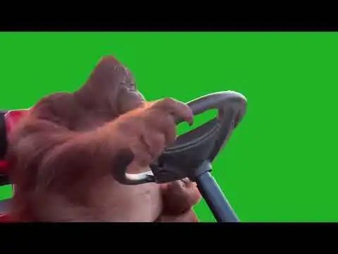 Monkey driving golf cart Green Screen