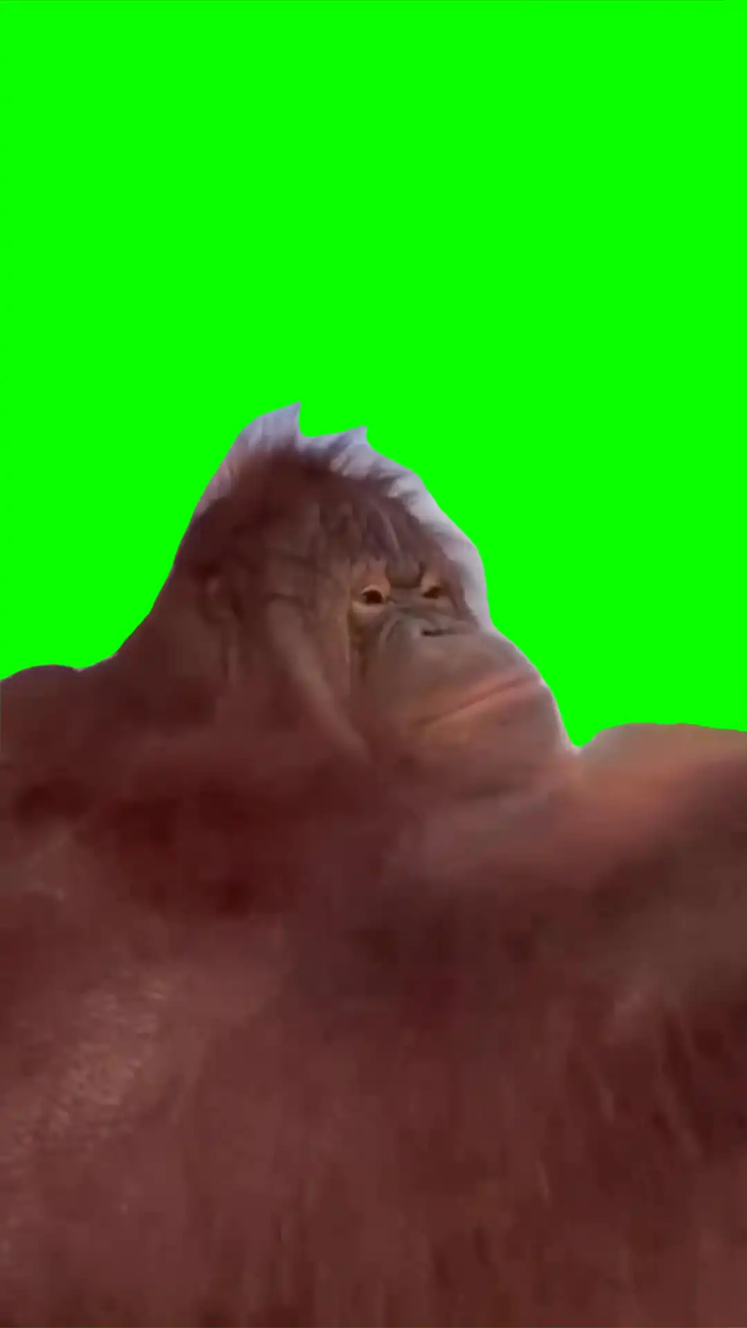 Monkey driving green screen