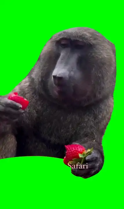Monkey eating green screen