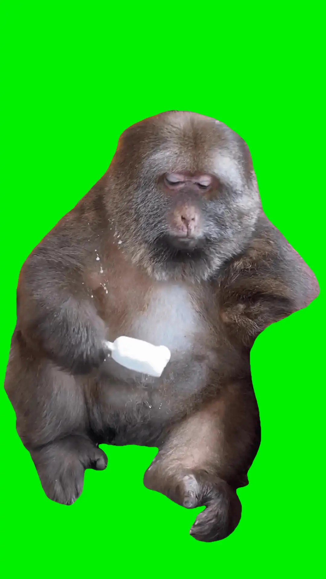 Monkey eating ice cream green screen