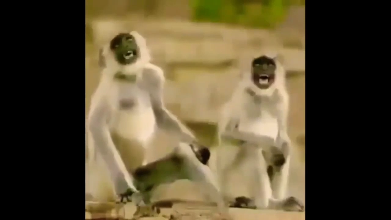 Monkey Laughing Meme